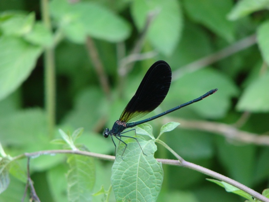 Risalendo un torrente